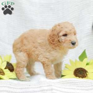 Justin, Goldendoodle Puppy
