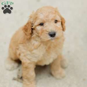 Justin, Goldendoodle Puppy
