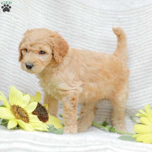 Justin, Goldendoodle Puppy