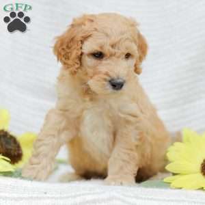 Justin, Goldendoodle Puppy