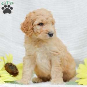 Justin, Goldendoodle Puppy