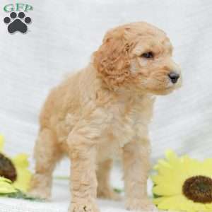 Justin, Goldendoodle Puppy