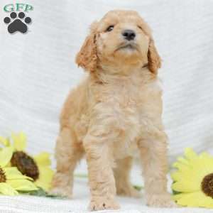 Justin, Goldendoodle Puppy