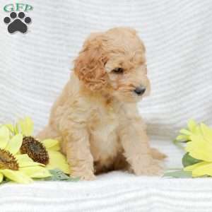 Justin, Goldendoodle Puppy