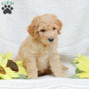 Justin, Goldendoodle Puppy