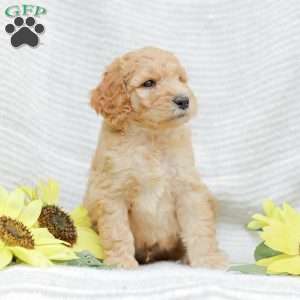 Justin, Goldendoodle Puppy