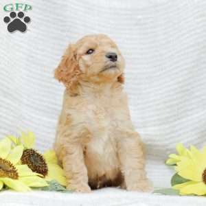 Justin, Goldendoodle Puppy