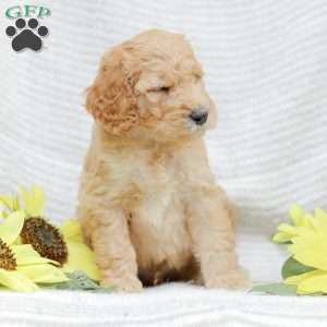 Justin, Goldendoodle Puppy
