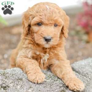 Josiah, Goldendoodle Puppy