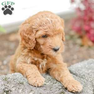 Josiah, Goldendoodle Puppy