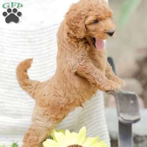 Josiah, Goldendoodle Puppy