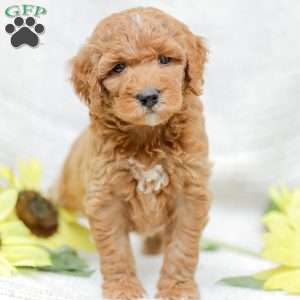 Josiah, Goldendoodle Puppy