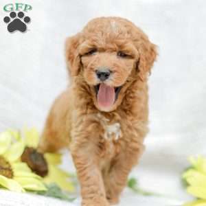 Josiah, Goldendoodle Puppy