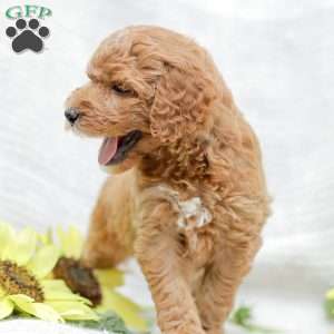 Josiah, Goldendoodle Puppy