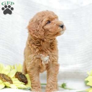 Josiah, Goldendoodle Puppy