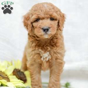 Josiah, Goldendoodle Puppy