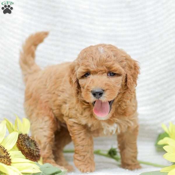 Josiah, Goldendoodle Puppy