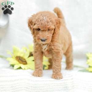 Josiah, Goldendoodle Puppy
