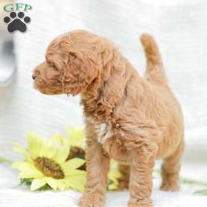 Josiah, Goldendoodle Puppy