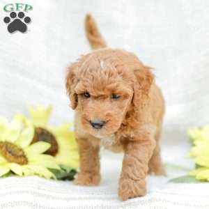 Josiah, Goldendoodle Puppy