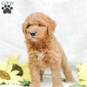 Josiah, Goldendoodle Puppy