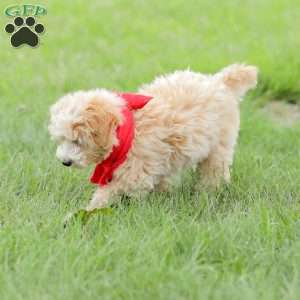 Aiden, Maltipoo Puppy