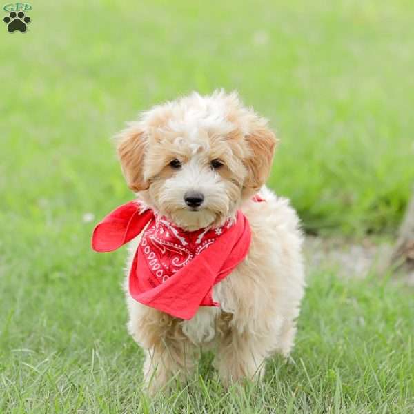 Aiden, Maltipoo Puppy