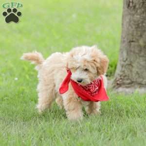 Aiden, Maltipoo Puppy