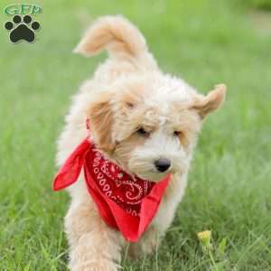Aiden, Maltipoo Puppy