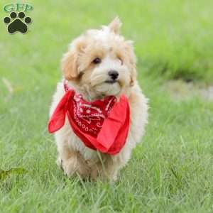 Aiden, Maltipoo Puppy
