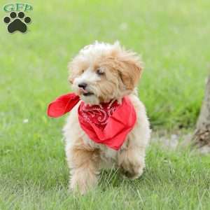 Aiden, Maltipoo Puppy