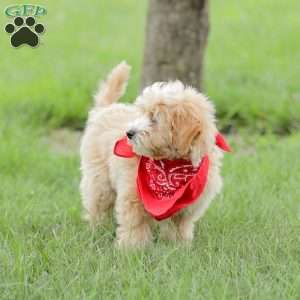 Aiden, Maltipoo Puppy