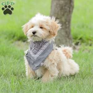 Arlo, Maltipoo Puppy