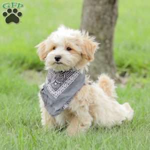 Arlo, Maltipoo Puppy