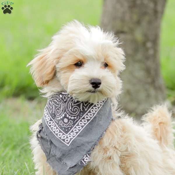 Arlo, Maltipoo Puppy