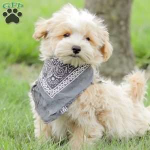 Arlo, Maltipoo Puppy