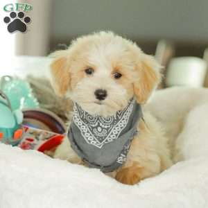 Arlo, Maltipoo Puppy