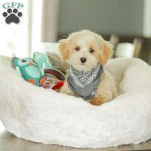 Arlo, Maltipoo Puppy