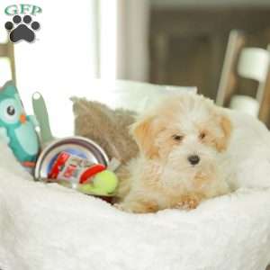 Arlo, Maltipoo Puppy