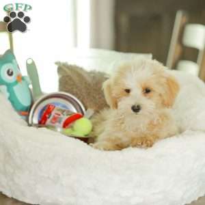 Arlo, Maltipoo Puppy