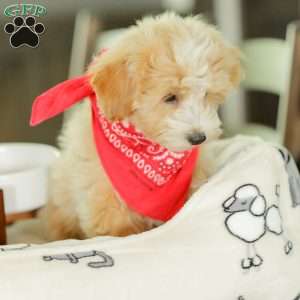 Aiden, Maltipoo Puppy