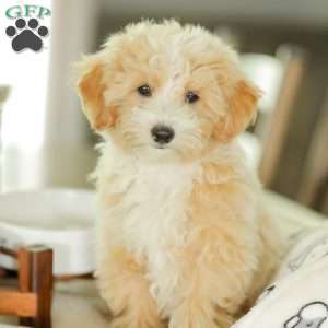 Aiden, Maltipoo Puppy