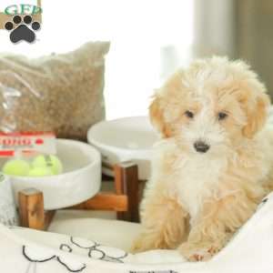 Aiden, Maltipoo Puppy