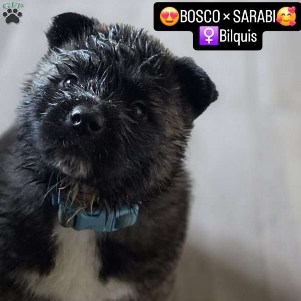 Bilquis, Akita Puppy