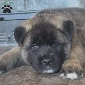 Tank, Akita Puppy