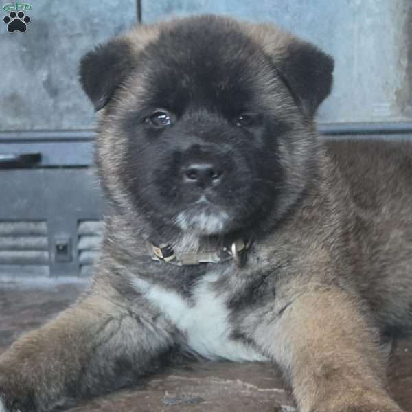 Tank, Akita Puppy