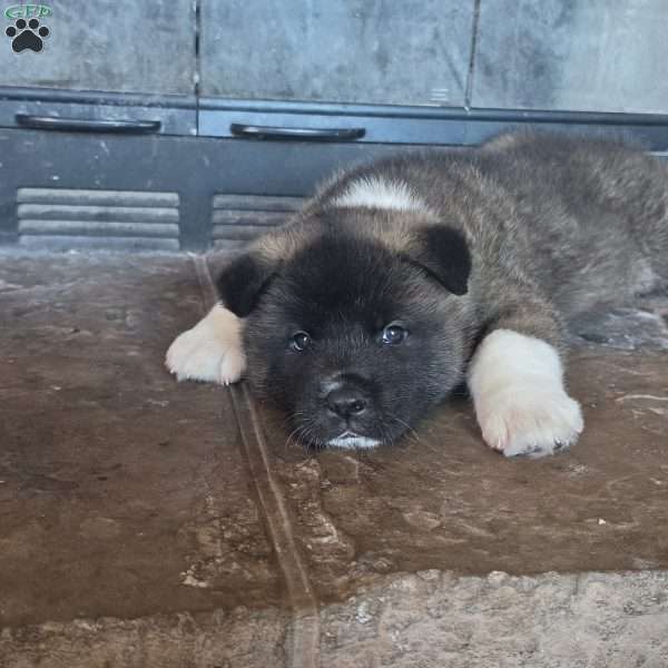 Mittens, Akita Puppy