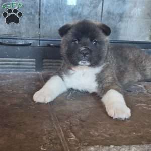 Mittens, Akita Puppy