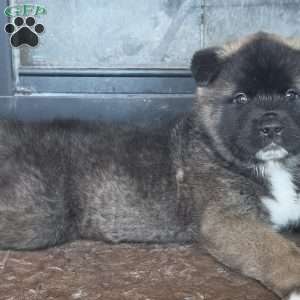 Bilquis, Akita Puppy
