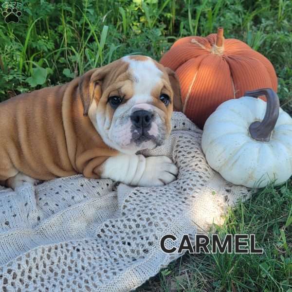 Carmel, English Bulldog Puppy